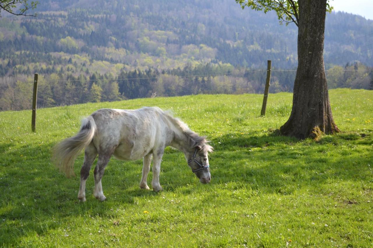 Biohof Auinger, Der Tiererlebnishof Aurach am Hongar Exterior foto