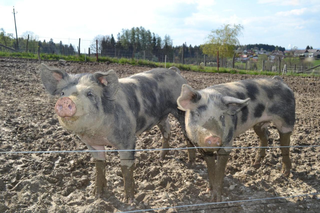 Biohof Auinger, Der Tiererlebnishof Aurach am Hongar Exterior foto