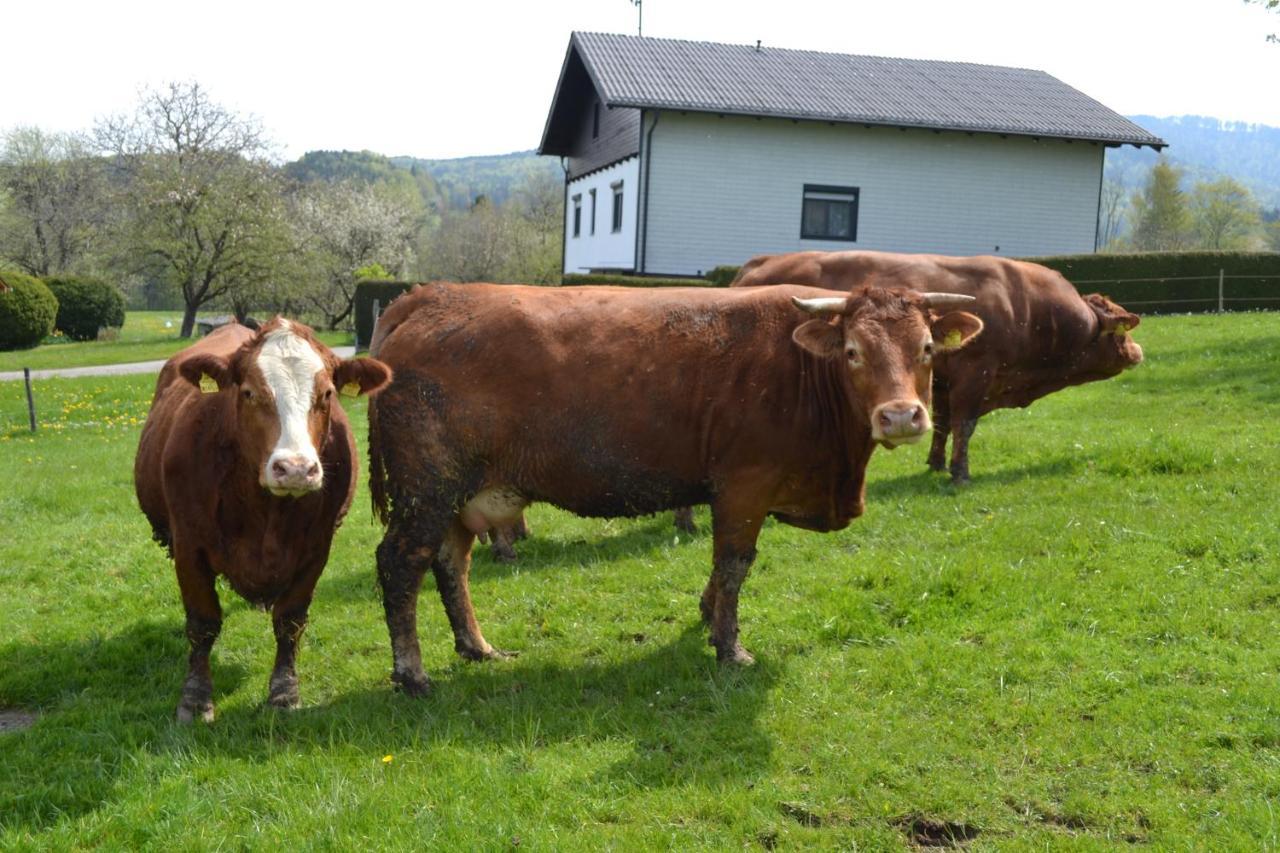 Biohof Auinger, Der Tiererlebnishof Aurach am Hongar Exterior foto